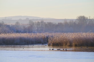 Winter lake landscape with ducks in the water and frozen reeds, Reinheimer Teich, Reinheim, Hesse,