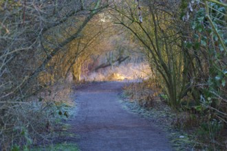 Light-flooded path in the forest with arched trees in a peaceful atmosphere, Reinheimer Teich,