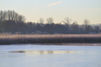 Winter lake landscape with reeds at dawn and calm atmosphere, Reinheimer Teich, Reinheim, Hesse,