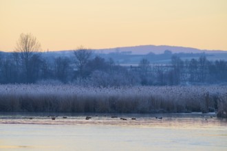 A quiet lake in a winter landscape with frosty reeds and a few swimming ducks, Reinheimer Teich,
