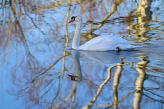 Swan (Cygnus olor), swimming calmly on a reflecting blue water, Reinheimer Teich, Reinheim, Hesse,