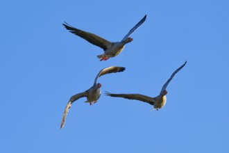 Greylag goose (Anser anser), trio of geese flying high above a deep blue sky, Reinheimer Teich,
