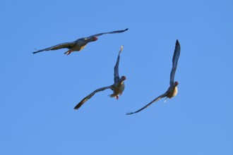 Greylag goose (Anser anser), three geese flying in a V-formation in the clear blue sky, Reinheimer