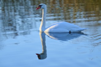 Swan (Cygnus olor), gliding calmly over a blue lake with its clear reflection, Reinheimer Teich,