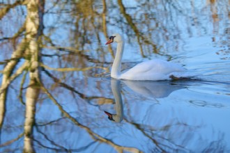 Swan (Cygnus olor), swimming in a calm body of water reflecting the bare winter trees, Reinheimer