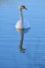 Swan (Cygnus olor), swimming gently on calm, reflecting water, Reinheimer Teich, Reinheim, Hesse,