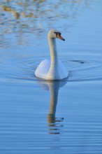 Swan (Cygnus olor), gliding calmly over the lake and reflected in the clear water, Reinheimer