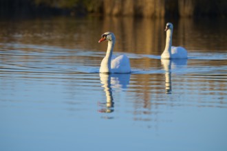 Swan (Cygnus olor), two swans swimming elegantly over a calm lake with a clear reflection,