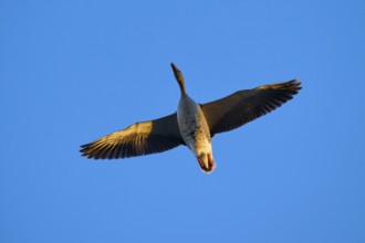 Greylag goose (Anser anser), in flight, presented against the background of a blue sky, Reinheimer