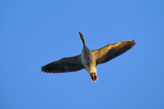 Greylag goose (Anser anser), flying with outstretched wings against a clear blue sky, Reinheimer