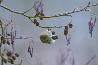 Siskin (Spinus spinus), sitting on a branch with small cones, surrounded by winter colours,