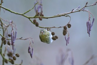 Siskin (Spinus spinus), sitting on a branch with cones in a wintry setting, Reinheimer Teich,