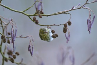 Siskin (Spinus spinus), hanging upside down on a barren branch in wintry surroundings, Reinheimer