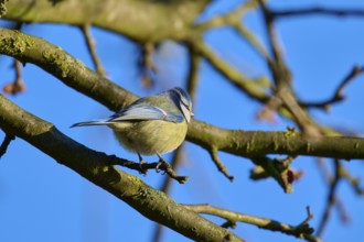 Blue tit (Cyanistes caeruleus), sitting on a branchy tree in front of a blue sky, Reinheimer Teich,