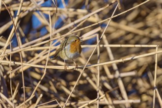 Robin (Erithacus rubecula), sitting between reeds against a blue background, Reinheimer Teich,