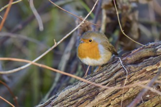 Robin (Erithacus rubecula), resting on a tree bark surrounded by intertwined branches, Reinheimer