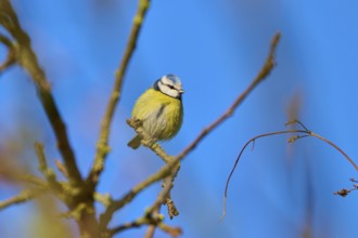 Blue tit (Cyanistes caeruleus), posing on a branch under a clear blue sky, Reinheimer Teich,