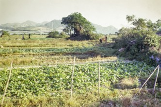 Market gardening farmland, Pak Choy, Sai Kung, New Territories, Hong Kong, Asia 1965