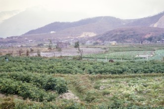 Farmland agriculture, between Kam Tin and Tai Po, New Territories, Hong Kong, Asia 1964