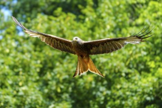 A bird of prey flies with outstretched wings in front of a green tree background, Red Kite, (Milvus