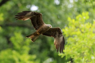 A bird of prey flies through green trees in the background, Red Kite, (Milvus milvus) wildlife,