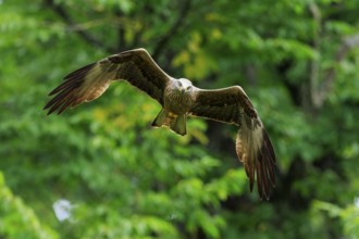 A bird of prey flies through trees with outstretched wings, Red Kite, (Milvus milvus) wildlife,