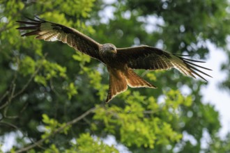 A bird of prey gliding through a green tree landscape, Red Kite, (Milvus milvus) wildlife, Germany
