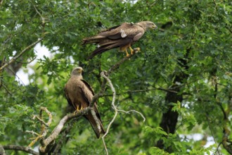 Two red kites sitting on a branch in a dense, green forest, Red Kite, (Milvus milvus) wildlife,