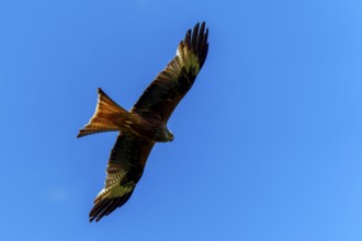 A bird of prey in majestic flight in the blue sky, Red Kite, (Milvus milvus) wildlife, Germany