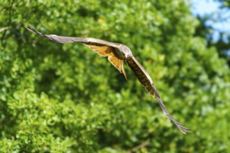 Bird in flight over green overgrown forest in sunny atmosphere, Black Kite, (Milvus migrans),