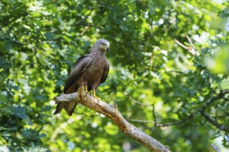 Bird sitting quietly on a branch surrounded by dense green leaves, Black Kite, (Milvus migrans),