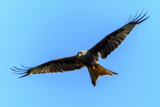 Single bird in flight against a bright blue sky, Black Kite, (Milvus migrans), wildlife, Germany