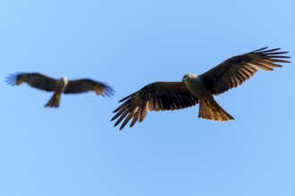 Two birds in flight, against a blue sky, showing harmony in movement, Black Kite, (Milvus migrans),