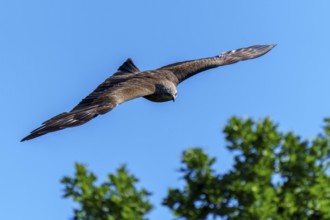 Bird in flight over green forest and open blue sky, Black Kite, (Milvus migrans), wildlife, Germany