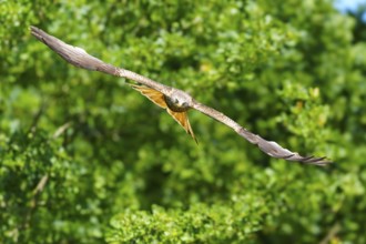Bird flying calmly over dense, green forest in bright weather, Black Kite, (Milvus migrans),