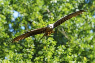Bird flying close over lush, green forest in a natural environment, Black Kite, (Milvus migrans),