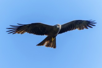 Large bird with spread wings in front of a clear blue sky, Black Kite, (Milvus migrans), wildlife,