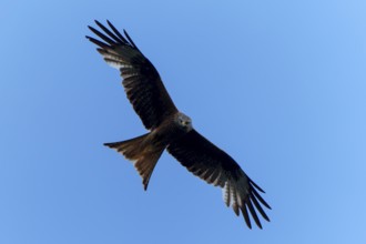 Brown bird gliding high in the blue sky with outstretched wings, Black Kite, (Milvus migrans),