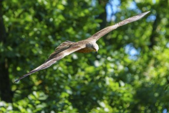 A brown bird flies over a green forest with bright summer light, Black Kite, (Milvus migrans),