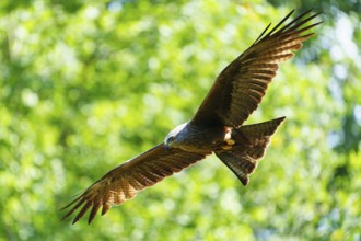Bird of prey flying with wings spread wide in green, light-flooded forest, Black Kite, (Milvus