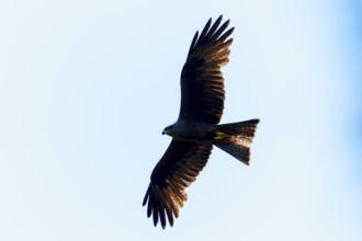 Bird of prey as a dark silhouette against the bright sky in elegant flight, Black Kite, (Milvus