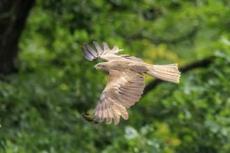 Bird of prey flying harmoniously through the air against a green background, Black Kite, (Milvus