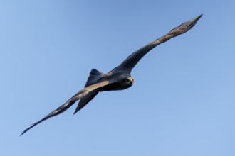 Bird of prey flying as a dark silhouette in the blue sky, Black Kite, (Milvus migrans), wildlife,
