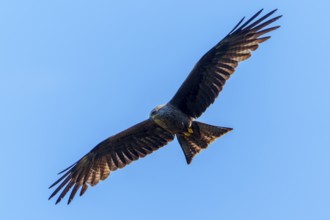 Bird of prey with wide spread wings against clear blue sky, Black Kite, (Milvus migrans), wildlife,