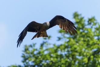Bird of prey hovering over green trees in sunny weather, Black Kite, (Milvus migrans), wildlife,