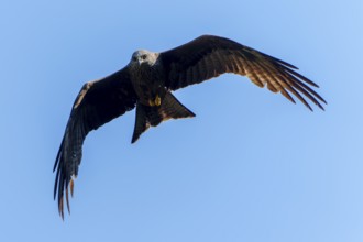 Bird of prey flying directly above the viewer, contrasted against a blue sky, Black Kite, (Milvus