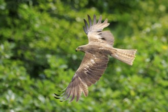 Flying bird of prey with spread wings in front of a green forest background, Black Kite, (Milvus