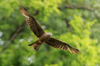 Bird of prey in flight in front of green background, wings spread in natural environment, Black