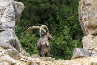 An ibex stands between rocks in a green landscape, seen from behind, the horns are clearly visible,