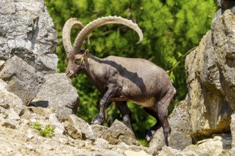 An ibex stands between rocky structures in a green setting, its impressive horns sticking out